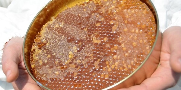 Bal Üretiminde Yeni Dönem: Temel Peteklere Standart Geliyor