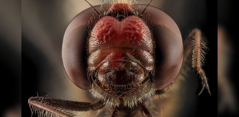 Araştırma: Geceleri daha çok mu böcek var? - Son Dakika Bilim Teknoloji Haberleri