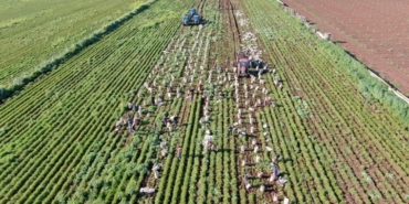 Amik Ovası’nda hasat sona eriyor: Tonu 1300 TL'den toplanıyor.... - Son Dakika Yaşam Haberleri