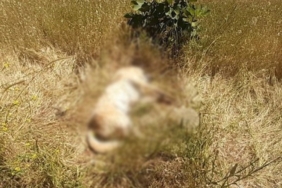 Bodrum’da kedi ve köpek katliamı! - Son Dakika Türkiye Haberleri