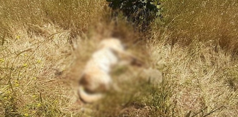 Bodrum’da kedi ve köpek katliamı! - Son Dakika Türkiye Haberleri